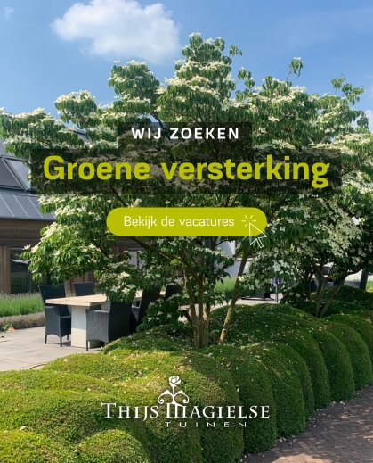 Thijs Magielse